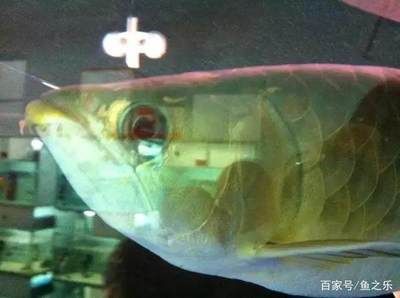 龍魚(yú)尾巴上長(zhǎng)白點(diǎn)怎么治療？：如何正確使用龍魚(yú)驅(qū)蟲(chóng)藥 龍魚(yú)百科 第5張