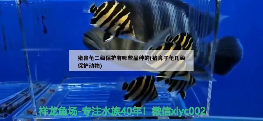 豬鼻龜 保護動物有哪些：豬鼻龜二級保護有哪些品種 豬鼻龜百科 第6張