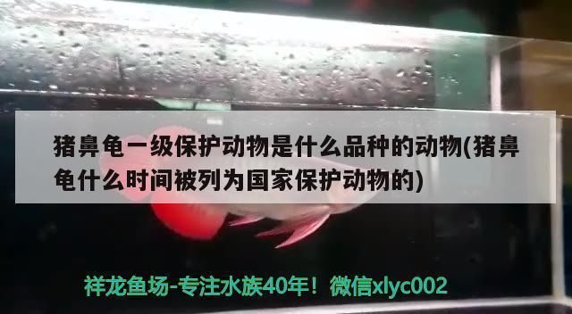 豬鼻龜 保護動物有哪些：豬鼻龜二級保護有哪些品種 豬鼻龜百科 第8張