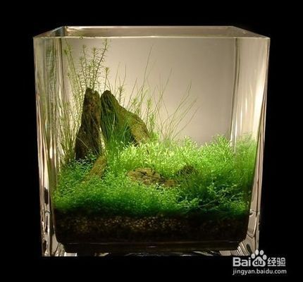 如何選擇適合金龍魚的水草：金龍魚適合什么水草 金龍魚百科 第3張