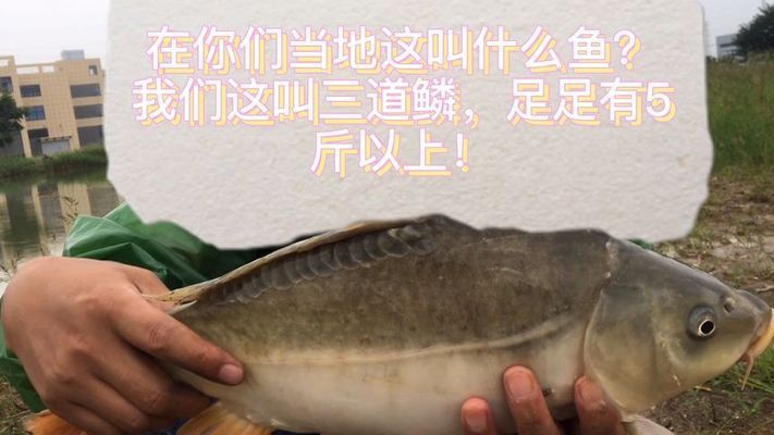 龍魚元寶鱗：關(guān)于龍魚元寶鱗的一些信息 龍魚百科 第1張