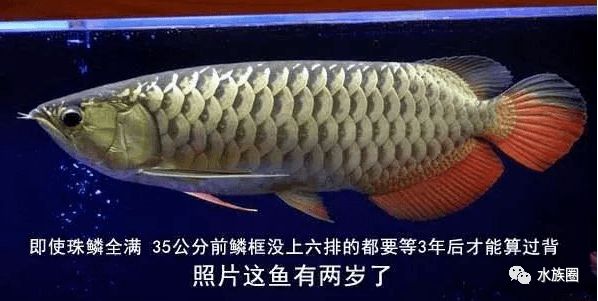 龍魚元寶鱗：關(guān)于龍魚元寶鱗的一些信息 龍魚百科 第5張