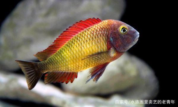 魚缸裝飾如何影響水質(zhì)穩(wěn)定：魚缸裝飾如何影響水質(zhì)的穩(wěn)定性 魚缸百科 第4張