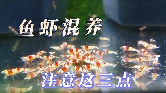 紅龍魚小時(shí)候什么樣的：關(guān)于紅龍魚幼崽的問(wèn)題 水族問(wèn)答 第1張