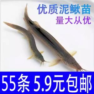 龍魚出口臺灣的最新消息視頻講解：龍魚出口到臺灣的最新動態(tài) 龍魚百科 第1張