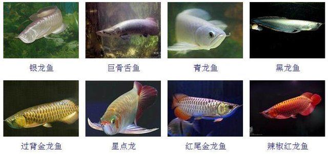 星點(diǎn)金龍魚飼料種類對比：星點(diǎn)金龍魚飼料品牌推薦 金龍魚百科 第3張