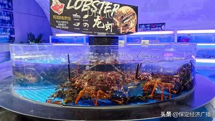 保定水族批發(fā)市場(chǎng)：保定觀賞魚批發(fā)市場(chǎng) 全國(guó)觀賞魚市場(chǎng) 第1張