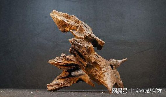 龍眼木放魚(yú)缸最簡(jiǎn)單處理方法：龍眼木放魚(yú)缸處理方法 魚(yú)缸百科 第4張