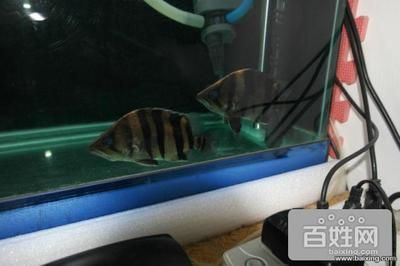 過背金龍魚幼魚能長多大圖片：如何辨別過背金龍魚幼魚健康，過背金龍魚成年體型對比