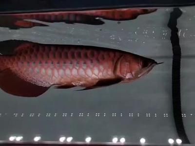 過背金龍魚幼魚能長多大圖片：如何辨別過背金龍魚幼魚健康，過背金龍魚成年體型對比 金龍魚百科 第4張