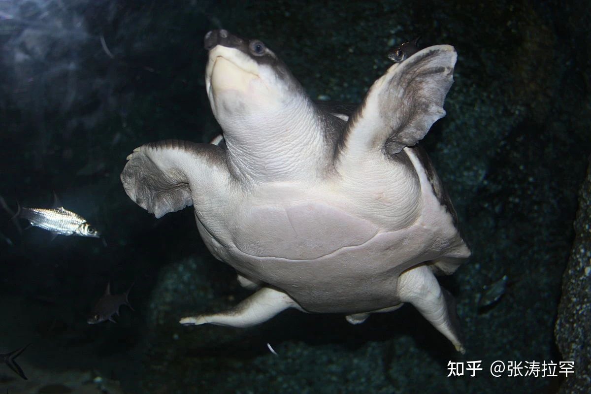 買一只豬鼻龜犯法嗎知乎：購買豬鼻龜在中國屬于違法行為嗎 豬鼻龜百科 第5張