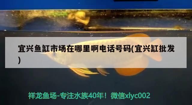 宜春魚(yú)缸批發(fā)市場(chǎng)：宜春哪里有賣(mài)魚(yú)缸的地方？ 全國(guó)觀賞魚(yú)市場(chǎng) 第5張