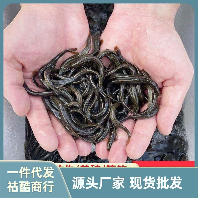 龍魚喂飼料好嗎怎么喂的：自制龍魚飼料配方 龍魚百科 第5張