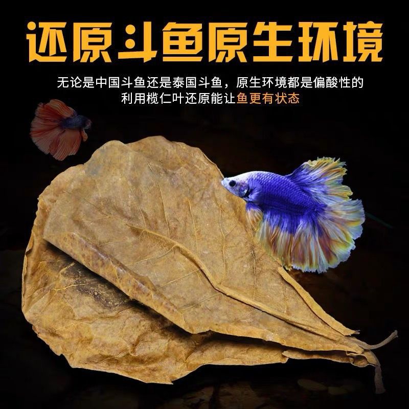 魚缸橄欖葉多久換一次：關(guān)于魚缸橄欖葉多久換一次并沒有直接的信息來源 魚缸百科 第1張