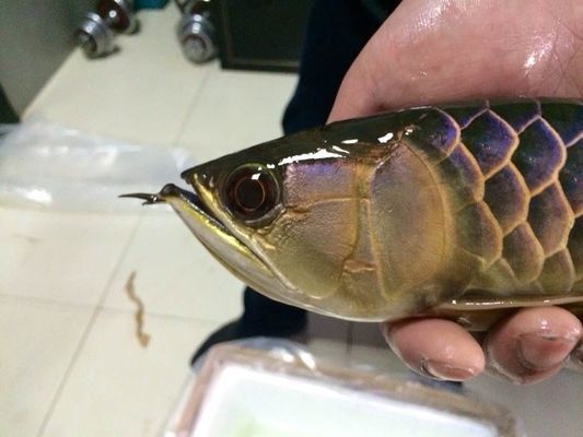 金龍魚燒尾癥狀圖片：金龍魚燒尾病因分析 金龍魚百科 第5張