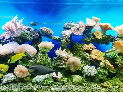 湛江水族館：湛江旅游攻略之水族篇 全國觀賞魚市場 第2張