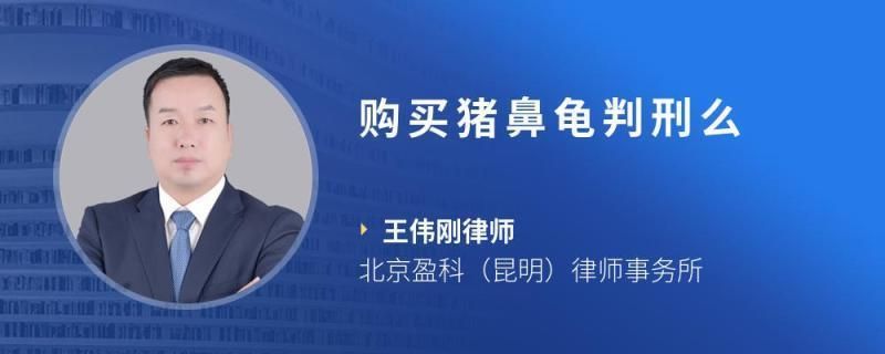 買(mǎi)一只豬鼻龜犯法嗎判幾年：購(gòu)買(mǎi)豬鼻龜判刑么 豬鼻龜百科 第2張