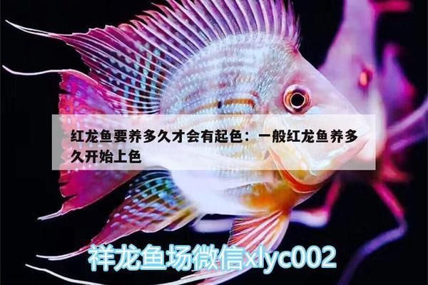 紅龍魚要養(yǎng)多久才會(huì)有起色現(xiàn)象：關(guān)于紅龍魚發(fā)色時(shí)間的詳細(xì)信息 紅龍魚百科 第2張