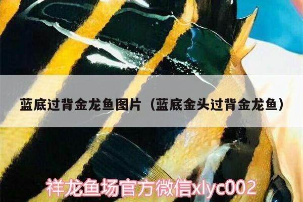 過背金龍魚多少錢一只圖片 金龍魚百科 第3張