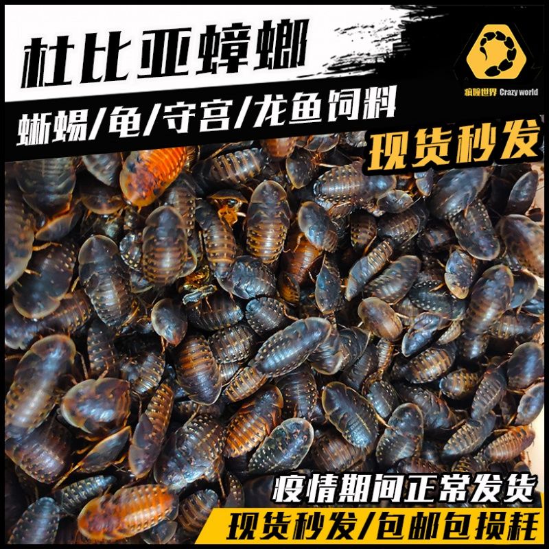 龍魚吃啥能變色啊圖片視頻教程：龍魚增色飼料品牌推薦：龍魚增色飼料自制方法 龍魚百科 第1張