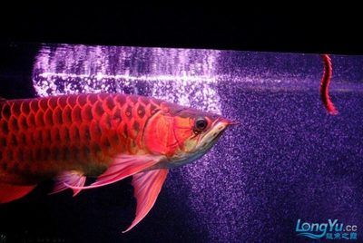 龍魚吃啥發(fā)色好呢視頻大全：紅龍魚專用飼料品牌推薦蝦紅素含量高的食物有哪些 龍魚百科 第3張