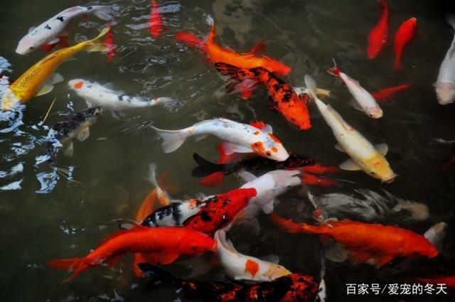 紅龍魚養(yǎng)多久開始變色：紅龍魚的發(fā)色過程 水族問答 第2張