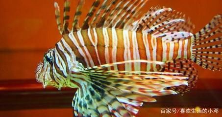 龍魚的藥可以給其他魚用嗎有毒嗎視頻：龍魚的藥方以及其對其他魚是否有毒的問題 龍魚百科 第4張