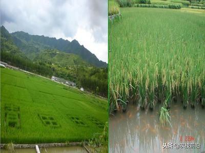 紅龍魚養(yǎng)殖基地：-回答紅龍魚養(yǎng)殖基地的建設與運營進行探討 水族問答 第2張