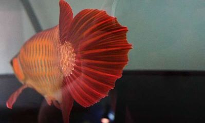 紅龍魚(yú)不吃東西怎么辦：紅龍魚(yú)不吃東西可能由多種原因引起的原因及處理方法 紅龍魚(yú)百科 第4張