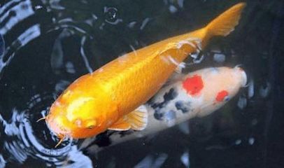 龍魚(yú)在水面張嘴呼吸怎么回事：龍魚(yú)在水面張嘴呼吸是正常現(xiàn)象還是健康問(wèn)題的信號(hào) 龍魚(yú)百科 第2張