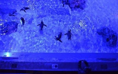 塔城水族館：塔城市雪燕水族館 全國(guó)觀賞魚市場(chǎng) 第3張