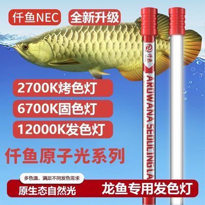 龍魚用2700k的燈有什么好處：2700k的燈對于紅龍魚養(yǎng)殖的影響