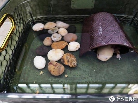 六角恐龍魚魚缸里需要放些什么物品 魚缸百科 第4張