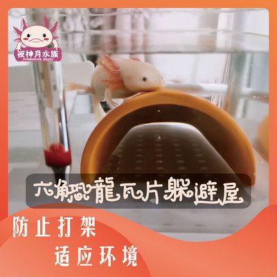 六角恐龍魚魚缸里需要放些什么物品 魚缸百科 第5張