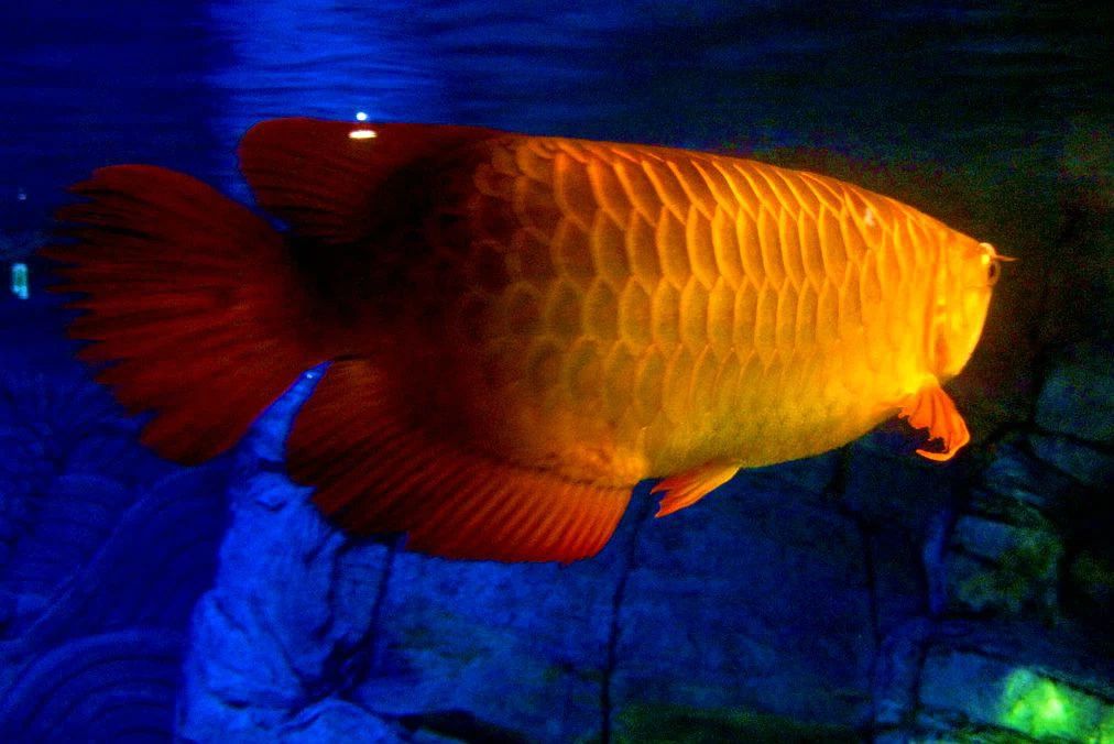 龍魚水族館：珠海龍魚水族館 龍魚百科 第4張