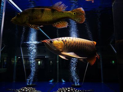 龍魚水族館：珠海龍魚水族館 龍魚百科 第5張