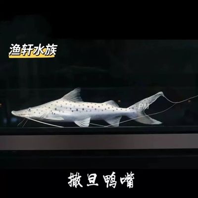 遵義觀賞魚(yú)批發(fā)市場(chǎng)：遵義觀賞魚(yú)批發(fā)市場(chǎng)有哪些 全國(guó)觀賞魚(yú)市場(chǎng) 第8張