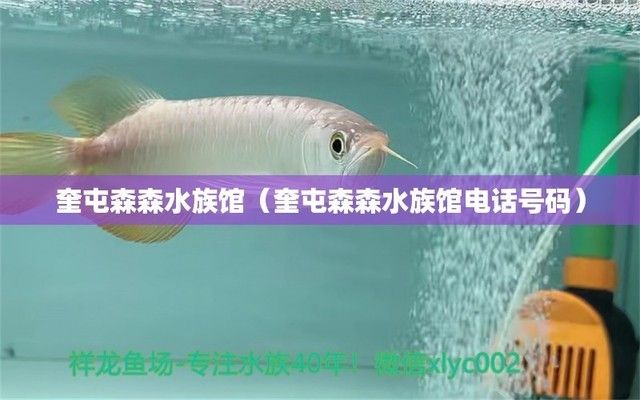 昌吉回族自治州水族館：新疆昌吉市小馬水族館 全國觀賞魚市場 第8張