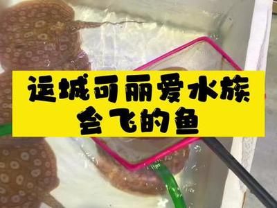 運(yùn)城龍魚專賣店：運(yùn)城哪里有賣魚缸的實(shí)體店鋪地址和電話