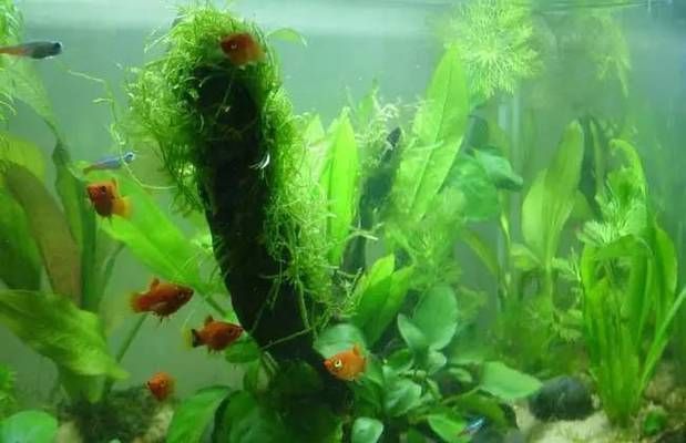 龍魚缸適合放什么水草：適合放入龍魚缸的幾種水草 魚缸百科 第3張