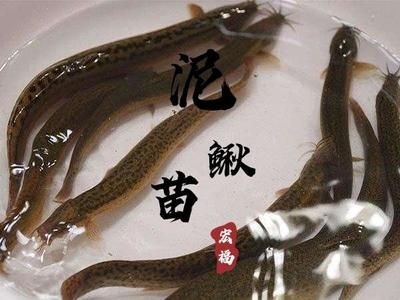 上饒水族批發(fā)市場：上饒最大的海鮮批發(fā)市場在上饒最大的海鮮批發(fā)市場 全國觀賞魚市場 第2張