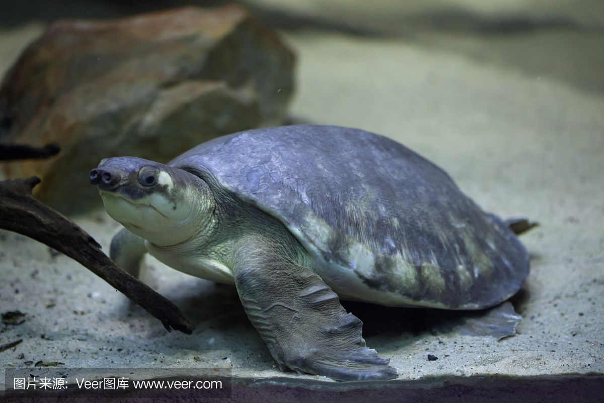 豬鼻龜是野生動物嗎圖片：豬鼻龜是野生動物嗎 豬鼻龜百科 第1張