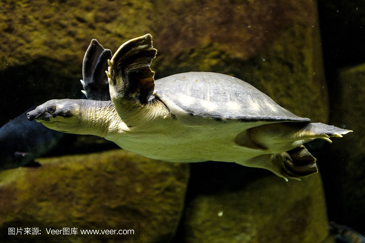 豬鼻龜是野生動物嗎圖片：豬鼻龜是野生動物嗎 豬鼻龜百科 第4張