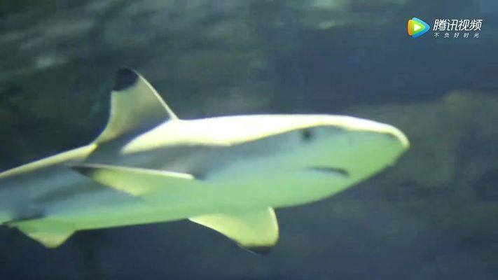 岳陽水族館：岳陽水族館開放時間安排岳陽水族館親子活動安排 全國觀賞魚市場 第4張