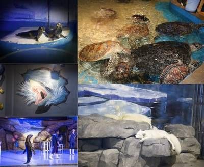 岳陽(yáng)水族館：岳陽(yáng)水族館開(kāi)放時(shí)間安排岳陽(yáng)水族館親子活動(dòng)安排