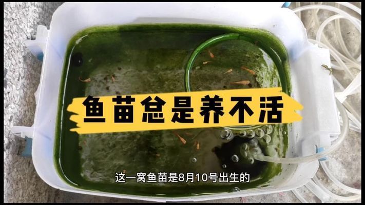 金龍魚油真假鑒別技巧：如何鑒別金龍魚油的真假