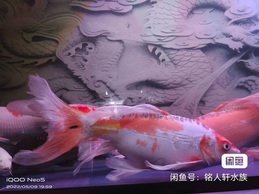 三明觀賞魚批發(fā)市場：三明觀賞魚批發(fā)市場有哪些