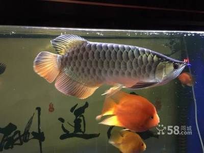 紅龍魚(yú)死了能吃嗎：紅龍魚(yú)死亡后可以吃嗎？