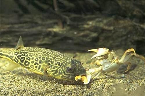 紅龍魚(yú)最好的食物有哪些品種：如何挑選紅龍魚(yú)的食品種？ 水族問(wèn)答 第1張