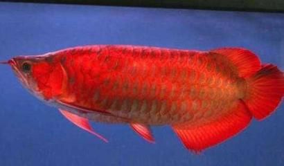 紅龍魚(yú)最佳5種配魚(yú)：紅龍魚(yú)與哪種配魚(yú)能形成完美的水族箱生態(tài)系統(tǒng)？ 水族問(wèn)答